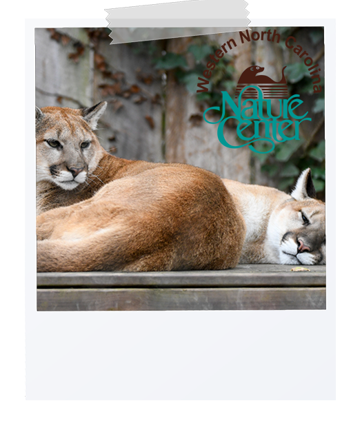 picture of WNC Nature Center