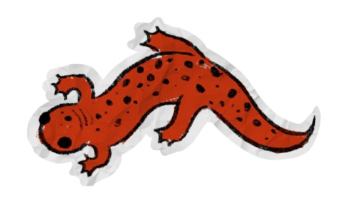 salamander sticker