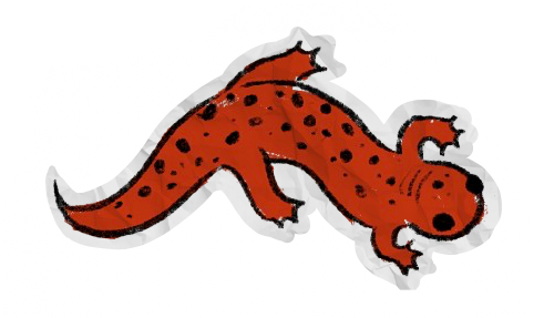salamander sticker